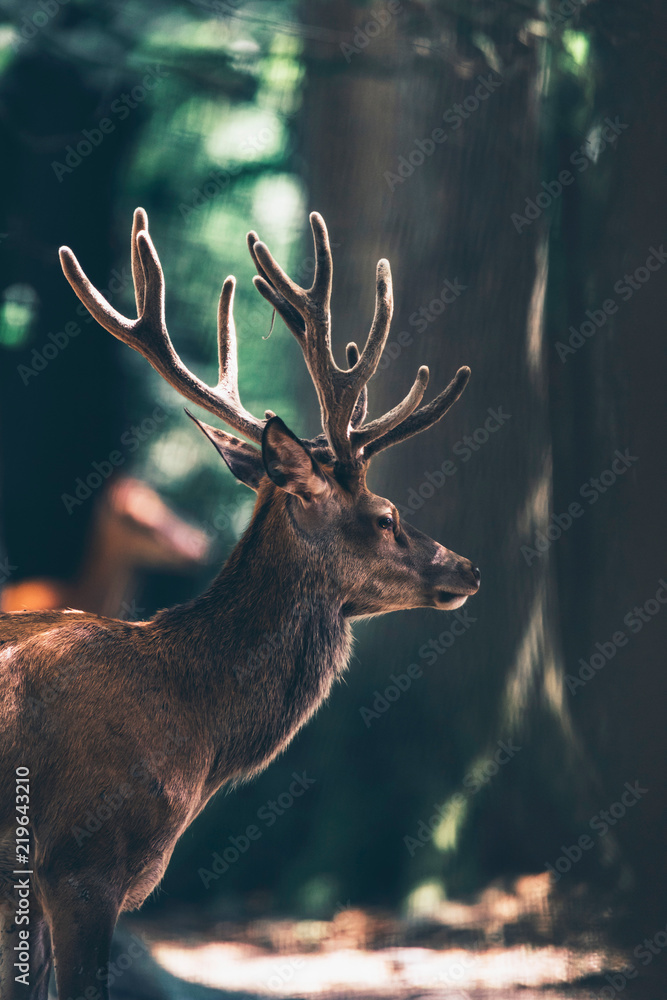 Fototapeta premium Red deer stag with velvet antlers in sunny forest.