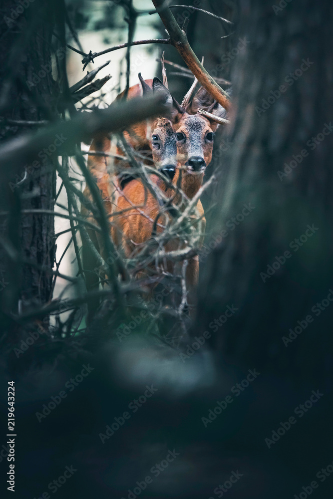 Mating roe deer between trees and twigs in forest.