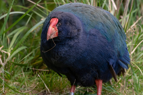 New Zealand Takahe With Food On Beak  photo