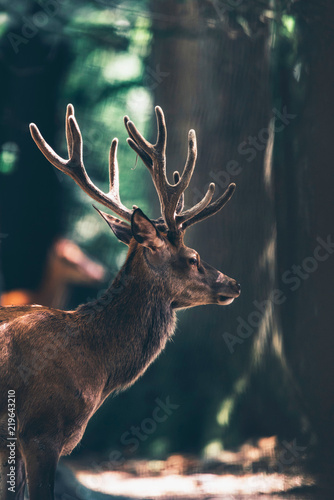 Red deer stag with velvet antlers in sunny forest.