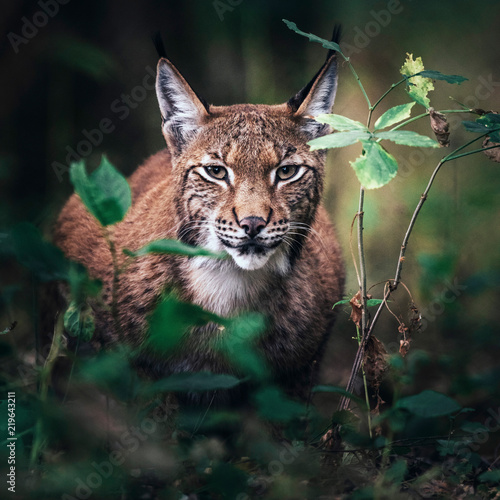 Fototapeta Naklejka Na Ścianę i Meble -  Eurasian lynx between vegetation in forest.