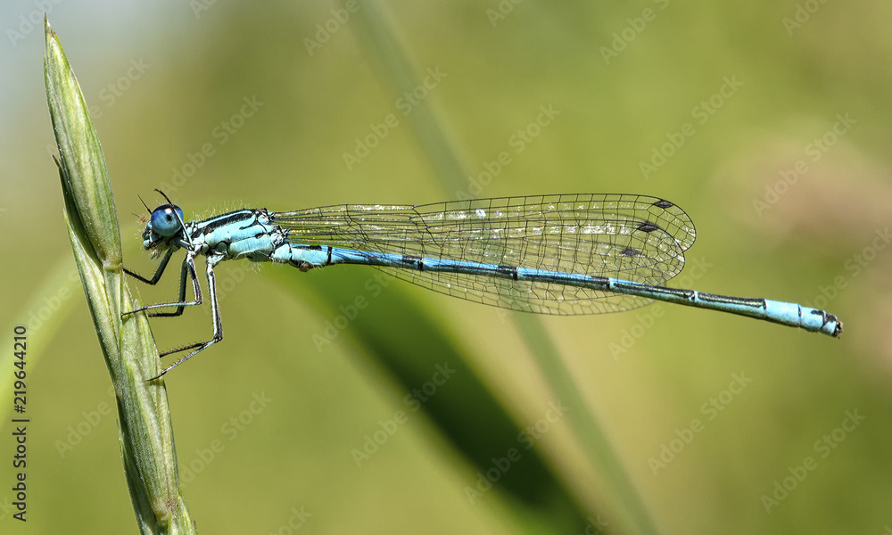 Azure Damselfly Azure Damselfly