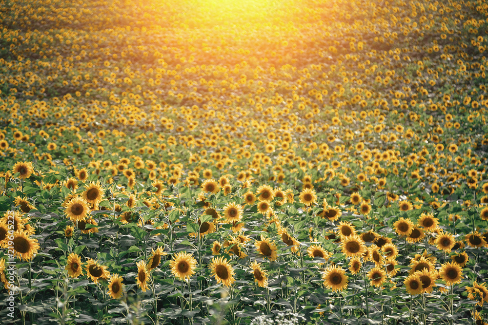 Obraz premium field with yellow sunflowers in the setting sun