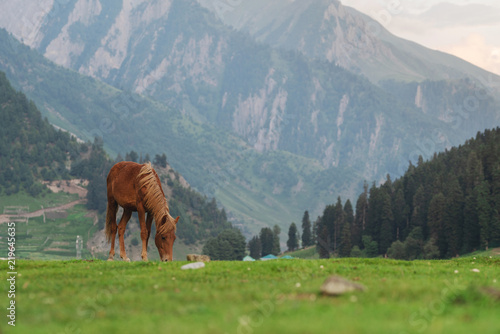 Horse grazing grass on meadow with mountain and forest view in the morning