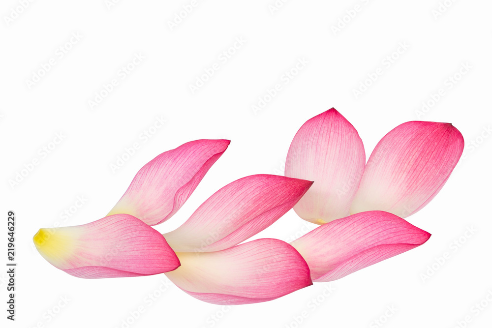Pink lotus flower isolated on white background. Pink lotus flower isolated on white background.
