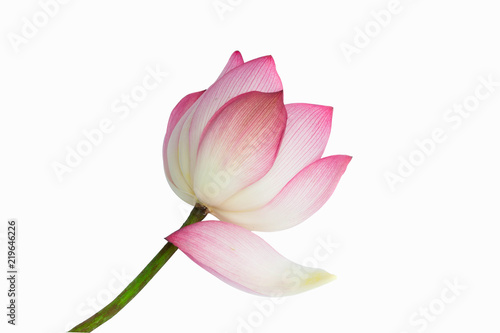 Pink lotus flower isolated on white background.