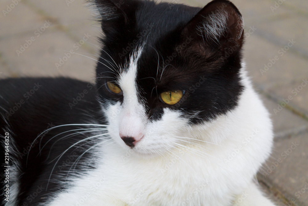 Portrait of a black and white wandering cat close-up