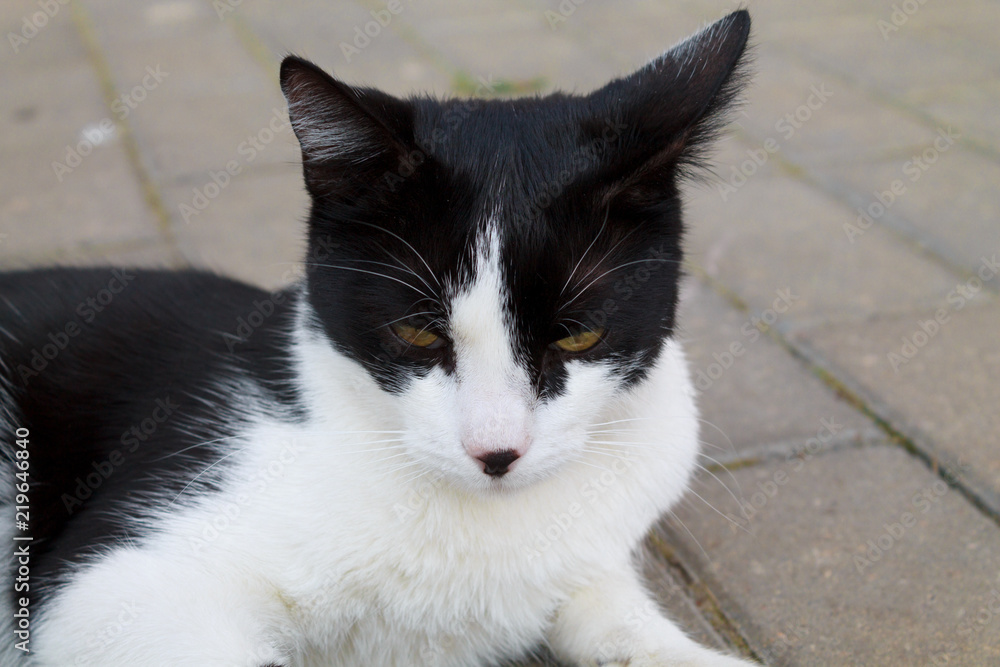 Portrait of a black and white wandering cat close-up