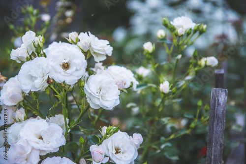 Weiße Rosen im Hobbygarten, Idylle photo