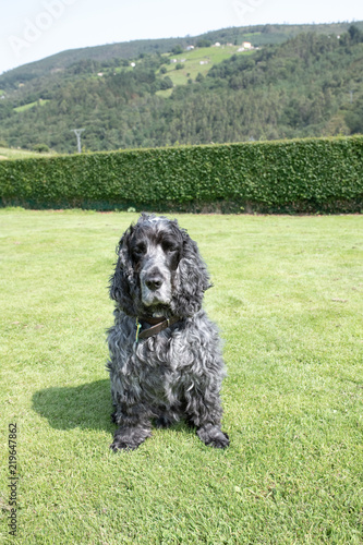 cocker