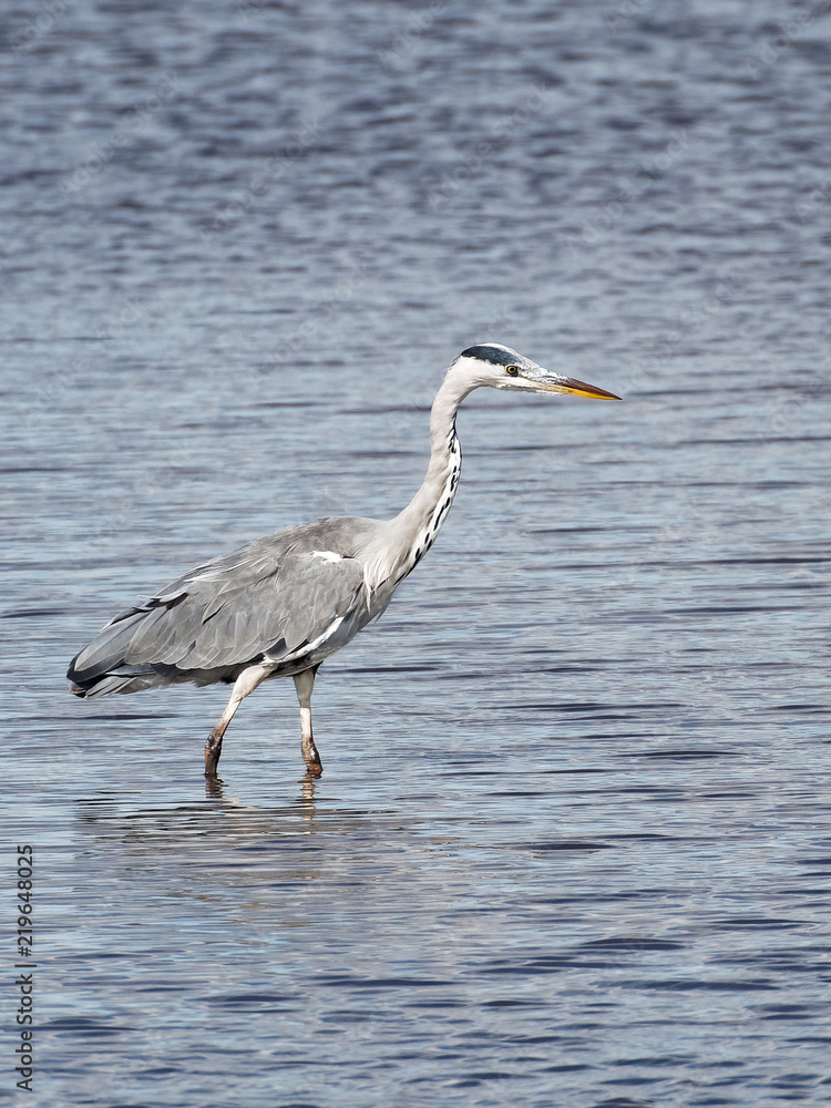 Portrait of a Grey Heron Portrait of a Grey Heron