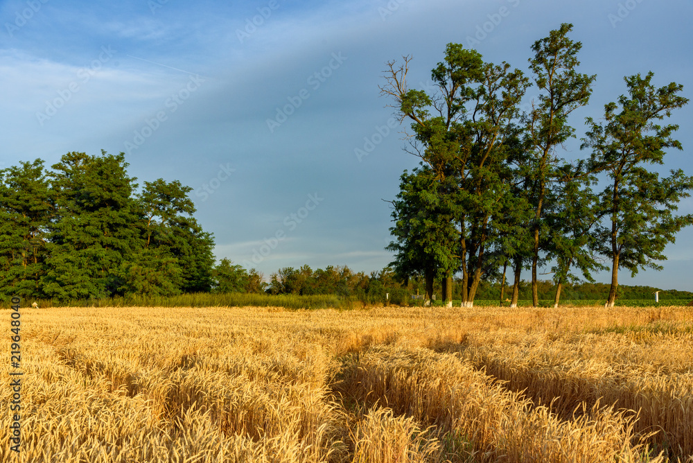 Paths in the wheat field. Gold ears of wheat. Agro industry. Country Life Paths in the wheat field. Gold ears of wheat. Agro industry. Country Life