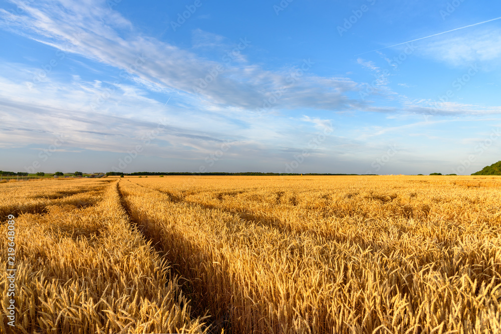 Agriculture in Russia. Boundless fields of wheat. Country landscape.