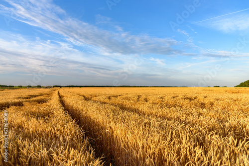 Agriculture in Russia. Boundless fields of wheat. Country landscape. © Maks_Ershov