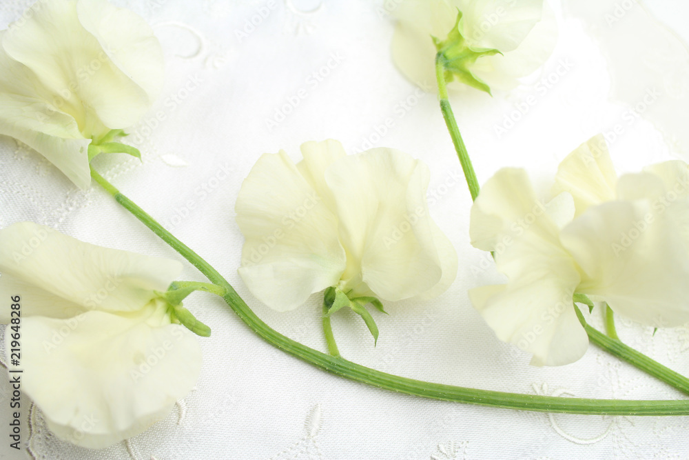 Obraz premium Groszek biały