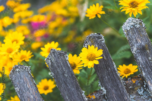 Gelbe Blumen und rustikaler Holzzaun, Idylle, Doronicum orientale