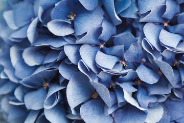 Leinwandbilder Hortensie Blaue Hortensie Draufsicht Nahaufnahme  © Prostock-studio