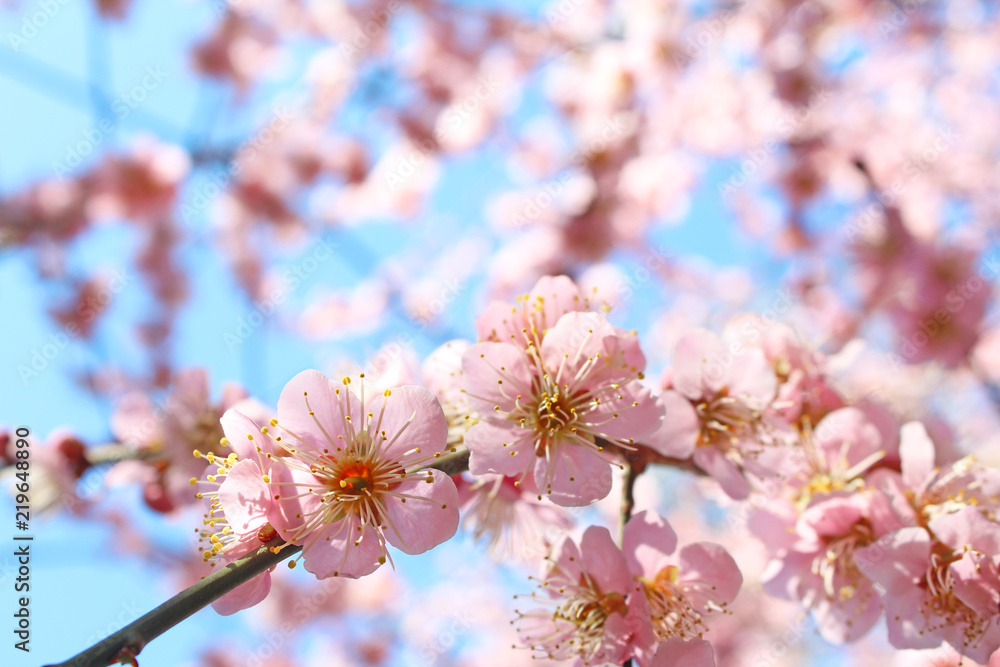 Obraz premium 梅の花