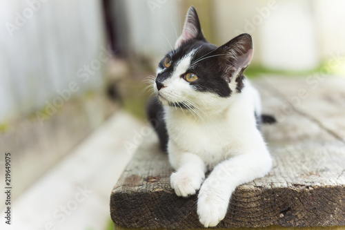 portrait of cute domestic cat