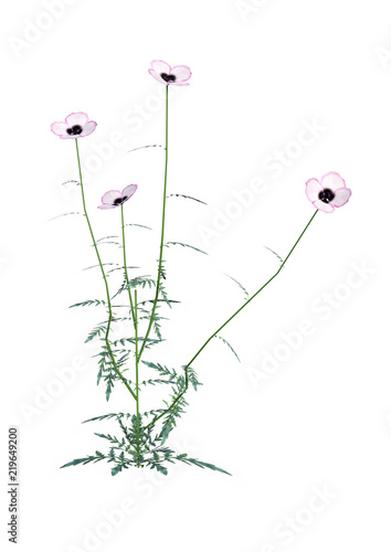 Fototapeta Naklejka Na Ścianę i Meble -  3D Rendering Poppy Flowers on White