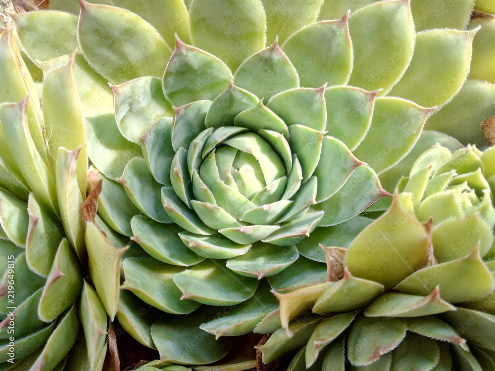 Sempervivum Sempervivum