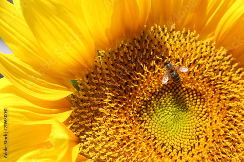 Fototapeta Naklejka Na Ścianę i Meble -  Sonnenblume mit Biene, Nahaufname