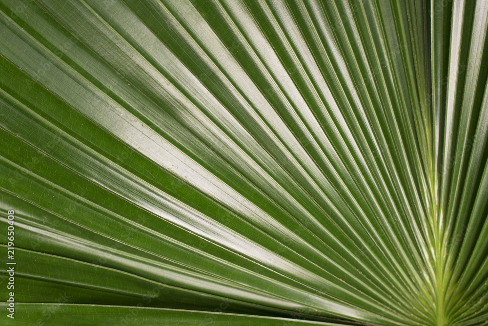 Green leaf close-up, texture, background Green leaf close-up, texture, background