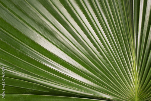 Green leaf close-up  texture  background