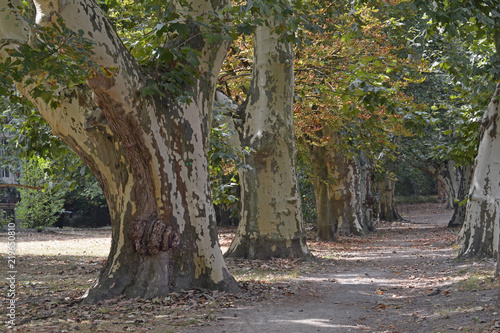 platanenallee in bad-weilbach photo