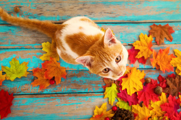 Kitten look up and sitting on maple leaves in autumn.  Domestic cute cat in fall.
