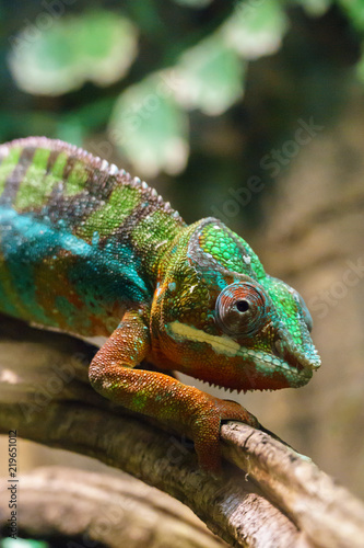 Colorful chameleon on branch, closeup