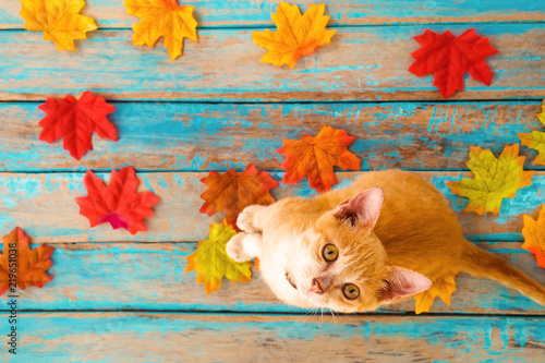 Orange kitten look up and sitting on maple leaves in autumn.  Domestic cute cat in fall.