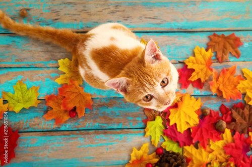 Kitten look up and sitting on maple leaves in autumn.  Domestic cute cat in fall.
