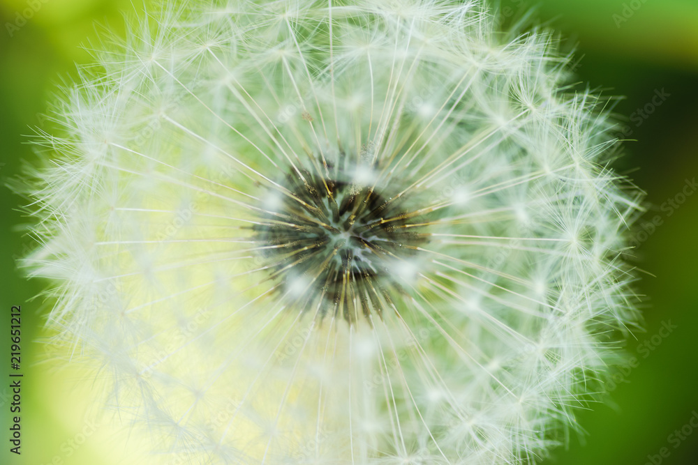 Dandelion, close-up. Macro with shallow depth of field. Dandelion, close-up. Macro with shallow depth of field.