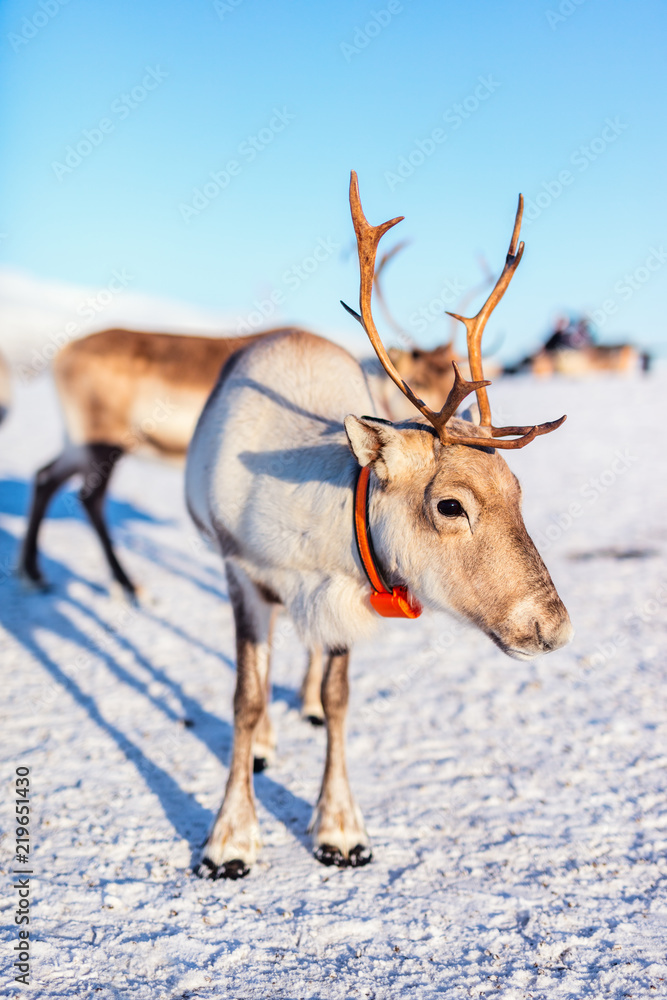 Obraz premium Reindeer in Northern Norway
