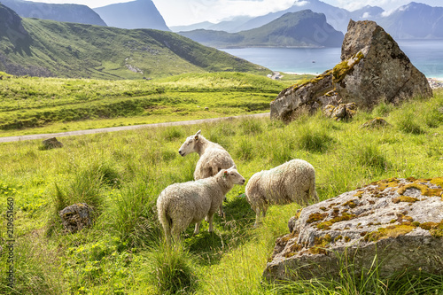 Flock of sheep eating grass on Lofoten Islands, Norway photo
