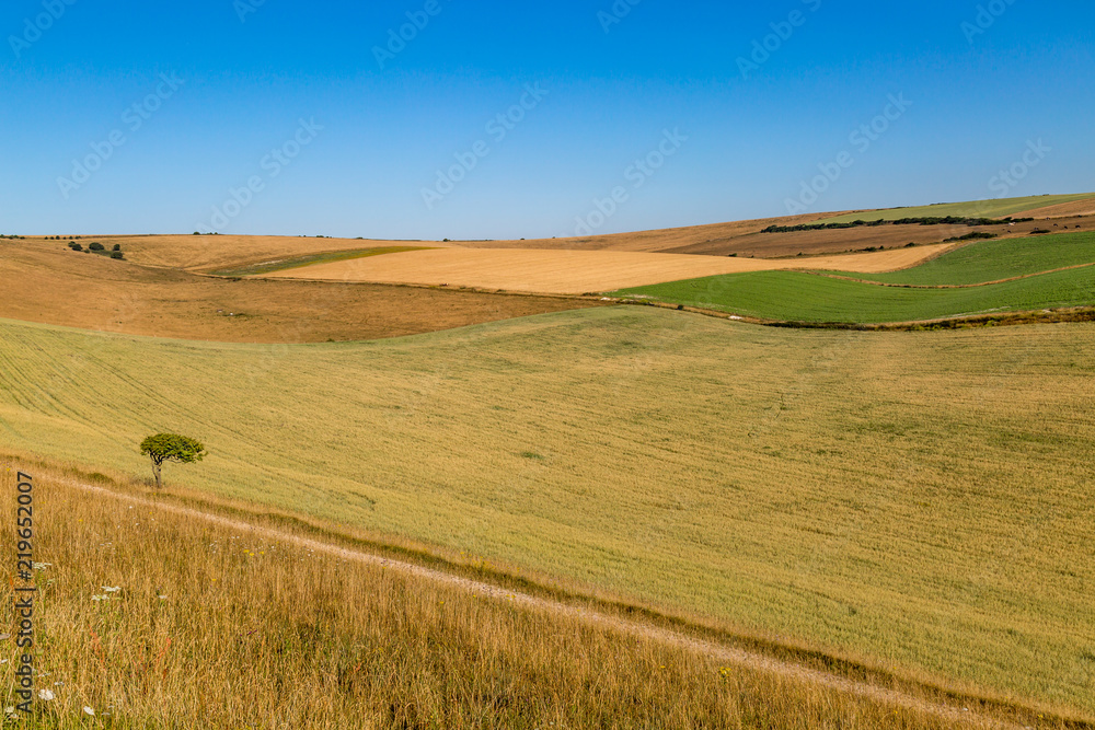 A South Downs summer landscape with a lone tree and patchwork fields