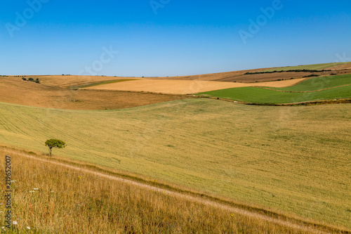 A South Downs summer landscape with a lone tree and patchwork fields