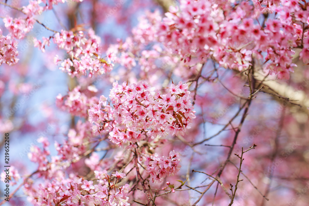 Wild Himalayan Cherry Blossoms in spring season (Prunus cerasoides), Sakura in Thailand, selective focus Wild Himalayan Cherry Blossoms in spring season (Prunus cerasoides), Sakura in Thailand, selective focus