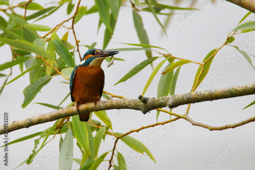 Kingfisher with fish in beak on branch