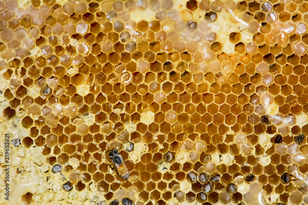 Nest of apis florea in freezing weather conditions until freezing in some parts. Nest of apis florea in freezing weather conditions until freezing in some parts.