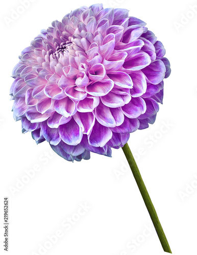 Fototapeta Naklejka Na Ścianę i Meble -  Beautiful pink-blue dahlia flower on a white isolated background. Flower on the stem. Closeup.  Nature.