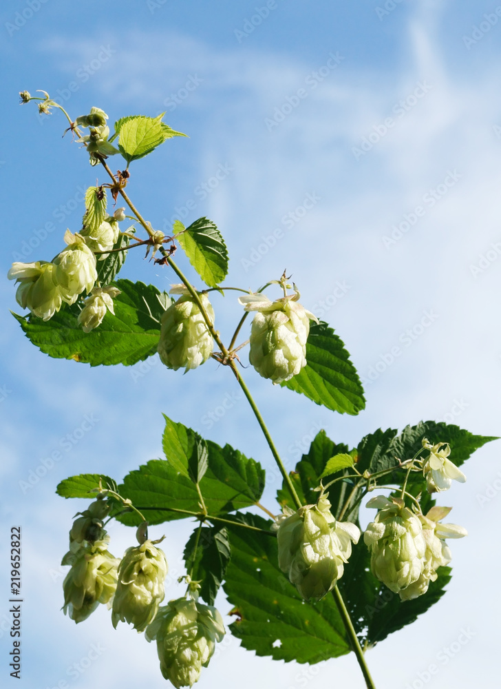 Branch of hop with cones front of blue sky background