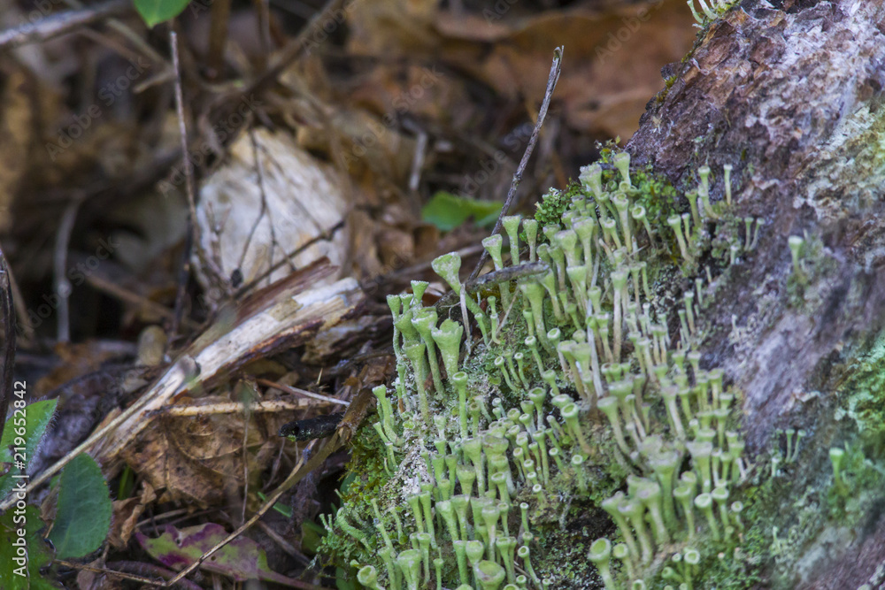 Cladonia pyxidata on the bark of a tree Cladonia pyxidata on the bark of a tree