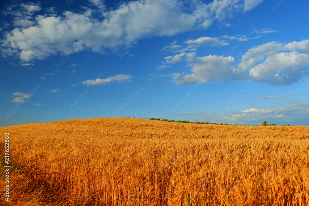 Wheat field. Ears of golden wheat Wheat field. Ears of golden wheat