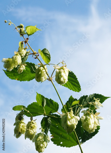 Obraz na płótnie Branch of hop with cones front of blue sky background w salonie