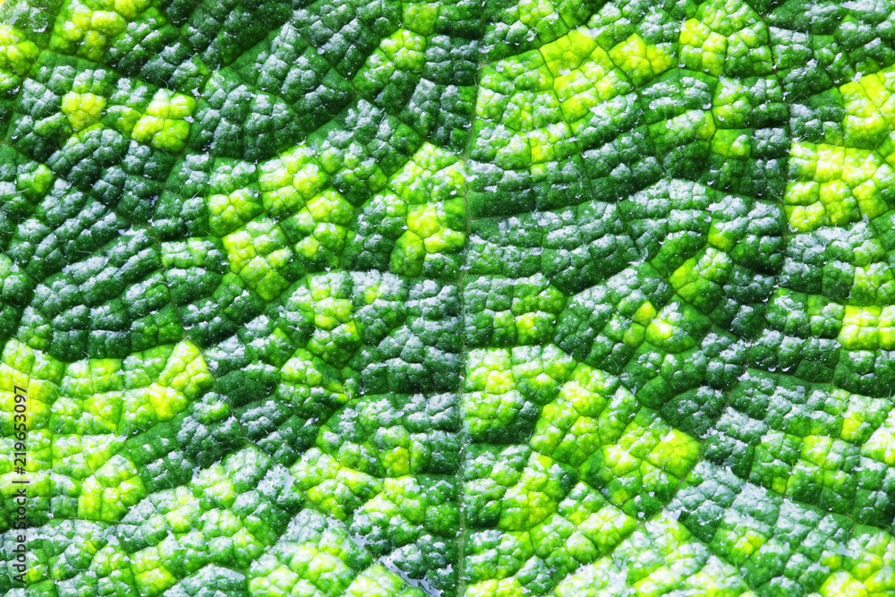 close up of beautiful fresh leaf plant close up of beautiful fresh leaf plant