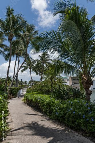Palm Trees and Walkway