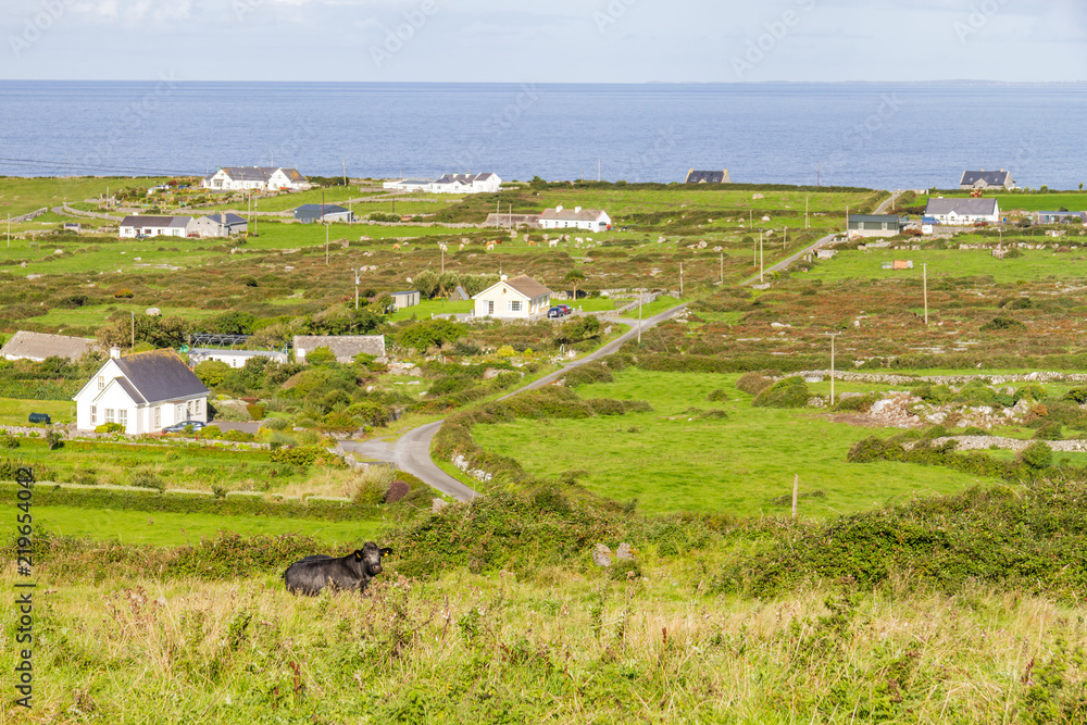Cow resting with Farms and houses in the Fanore village in background