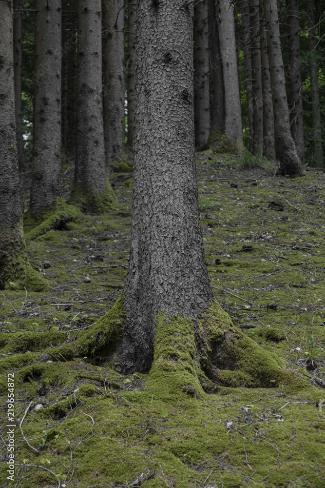 Naklejka premium Schwarzwaldtannen